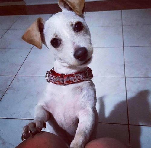 Auggie