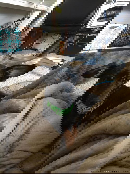 Wagner