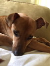 Sammy