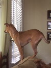 Sammy