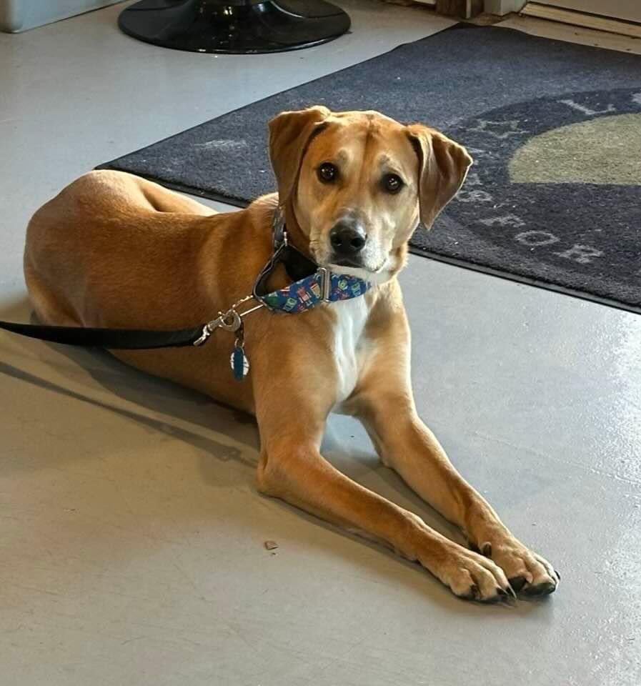 adoptable Dog in Holly Springs, NC named Tarzan