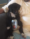 Pilsner