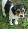 Mr. Peabody