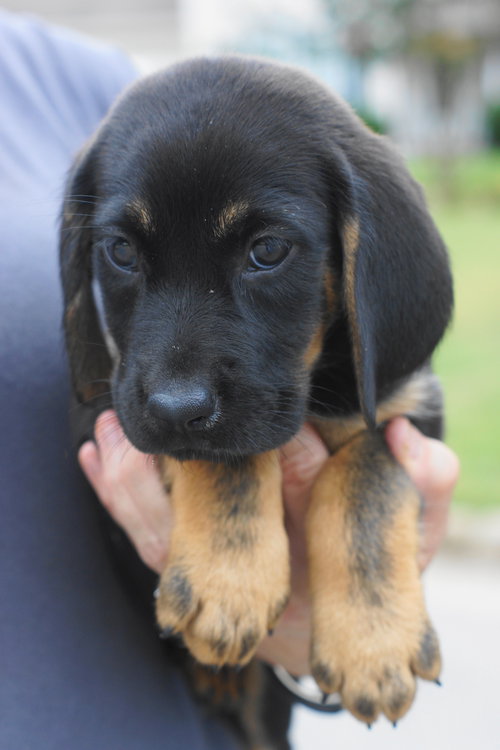 Arya