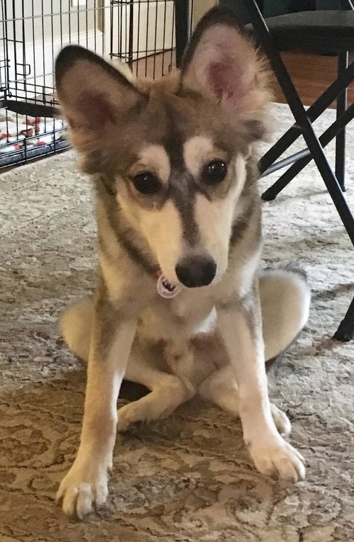 Kisko