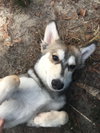 Kisko
