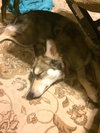 Kisko