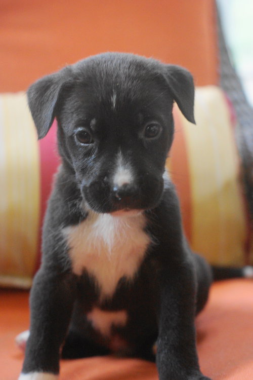 Milo