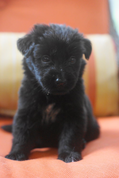 Teddy