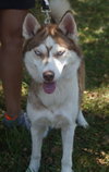 Spencer