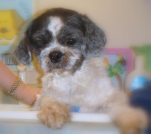 Archie - Application Pending