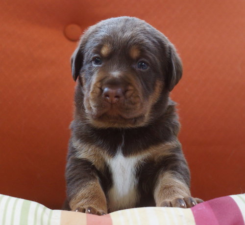 Maverick
