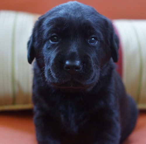 Charlie