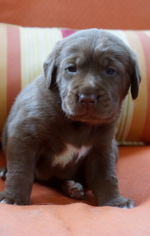 Churro