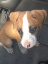 Duke