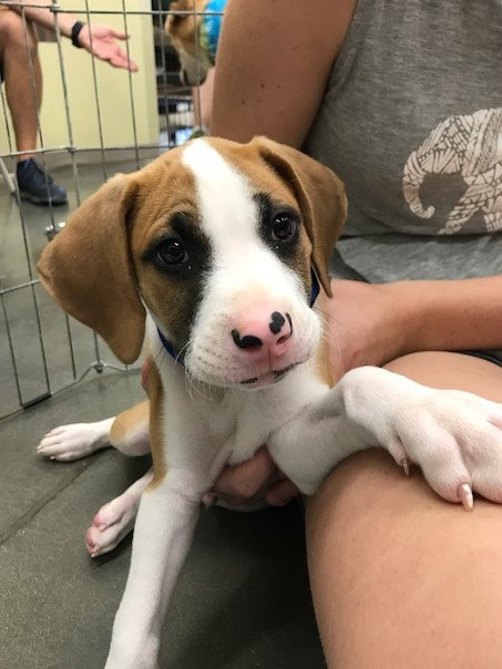 Duke
