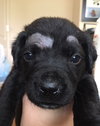 Scout