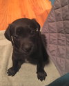 Scout