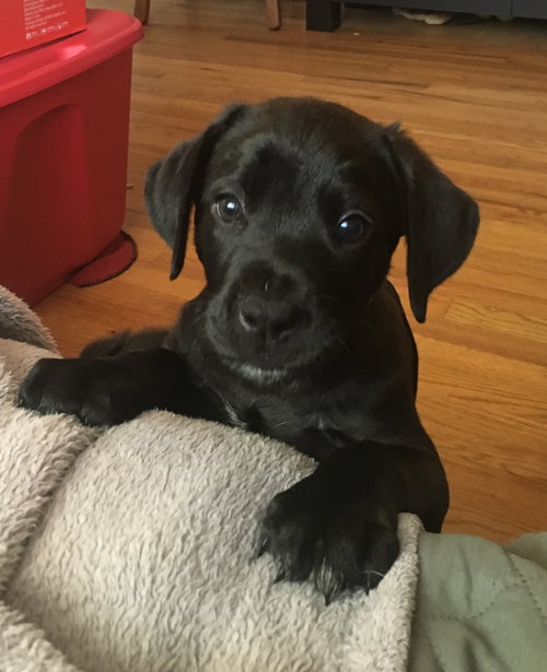 Scout