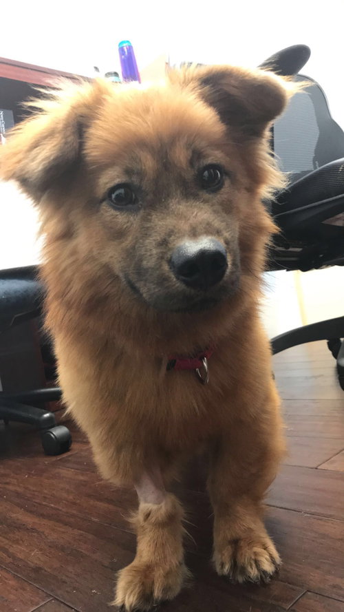 Simba