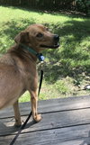 Piper