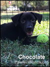 Chocolate