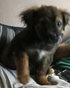 Gryffindor