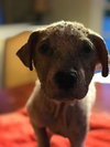 Cinder