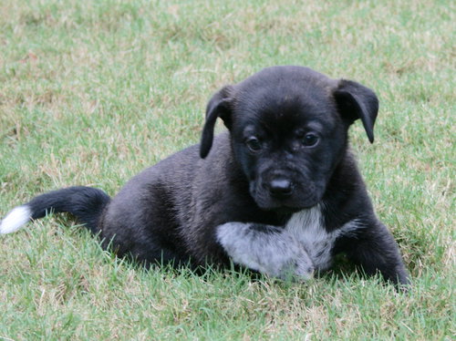 Barley