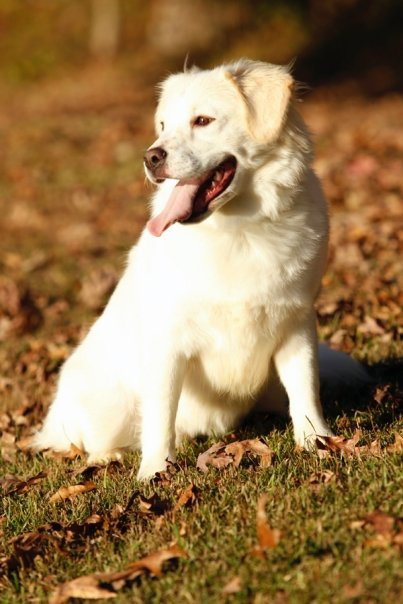 Sophie
