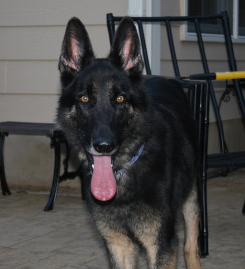 Duke