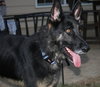 Duke
