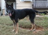 Duke