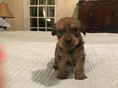 Rufus