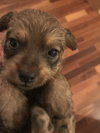 Rufus