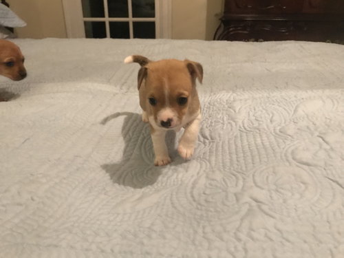 Mellie