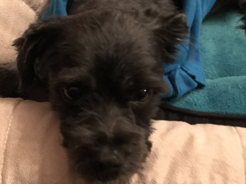 Oreo