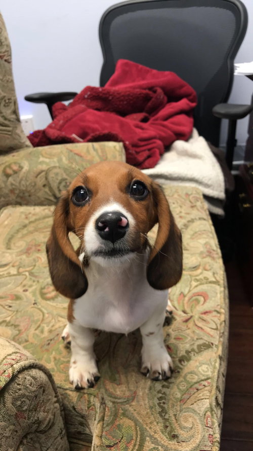 Scout