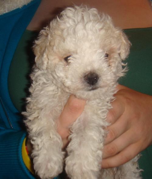 Grady