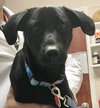 Roscoe