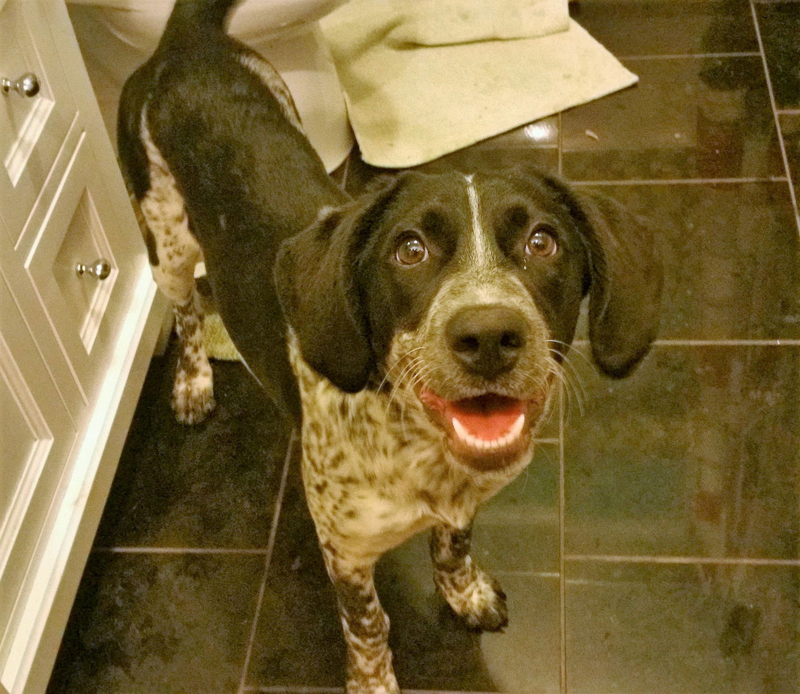 German shorthaired pointer bluetick hot sale mix