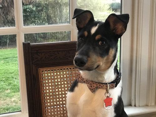Roo