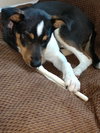 Roo