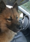 Marco Polo 