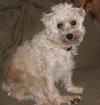 Izzy-courtesy listing