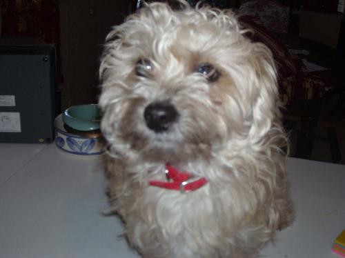 Izzy-courtesy listing