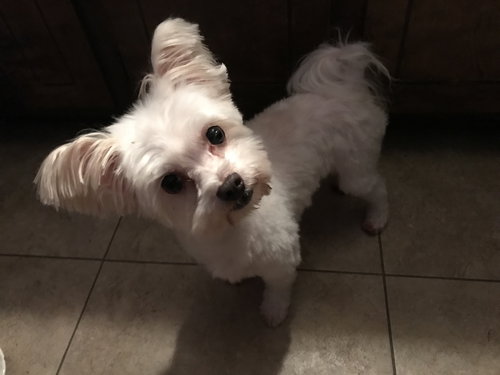 Harvey