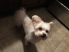 Harvey