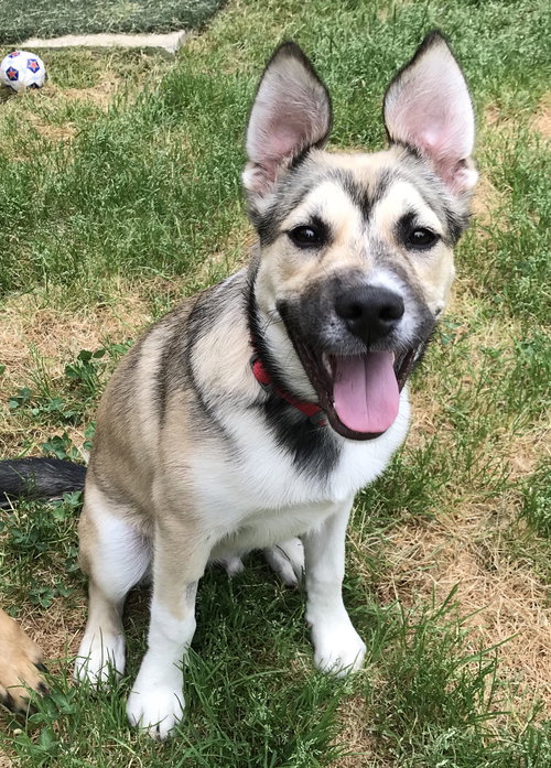 Dougie