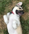 Dougie